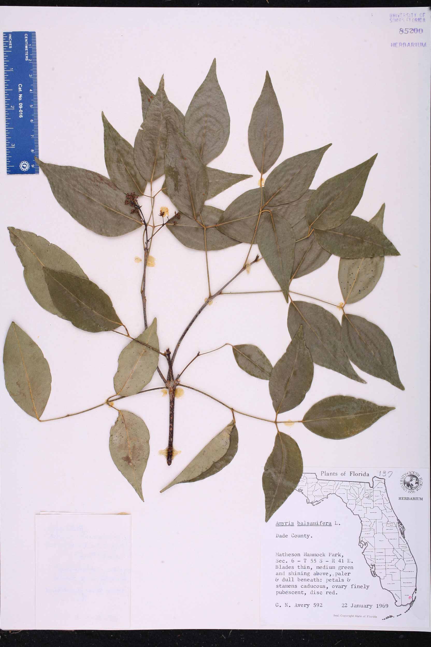              Trifoliolate leaf of  Amyris balsamifera          (USF)       